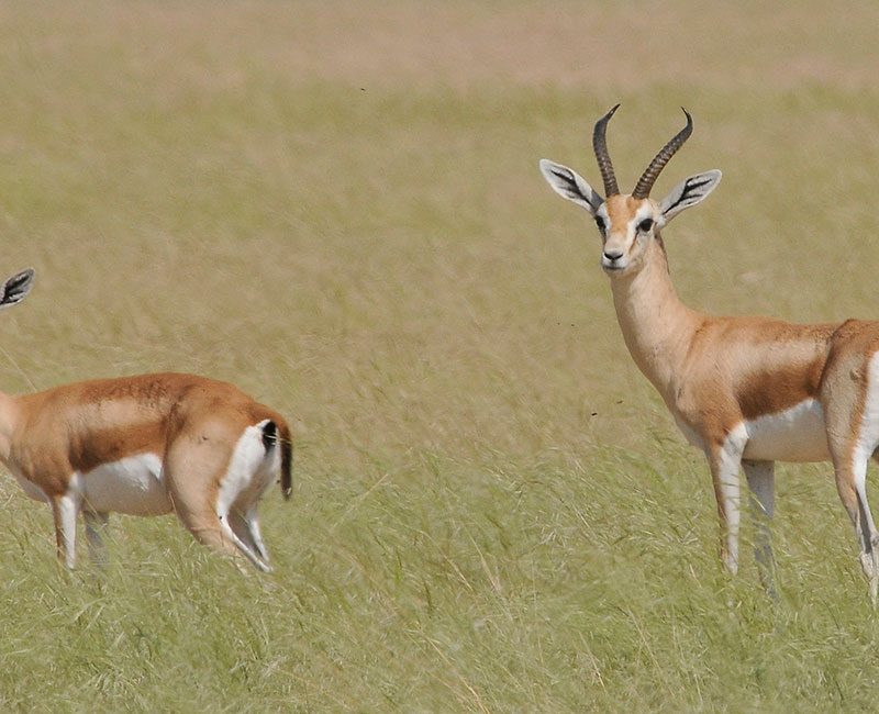 Two Gazelles sit and look