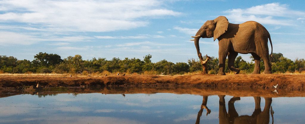 Elephant walking past water
