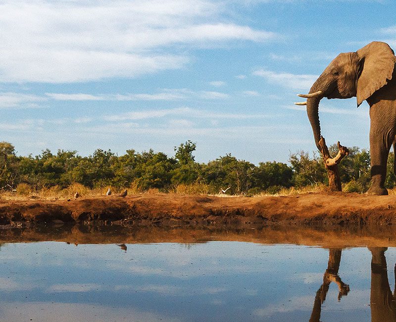 Elephant walking past water