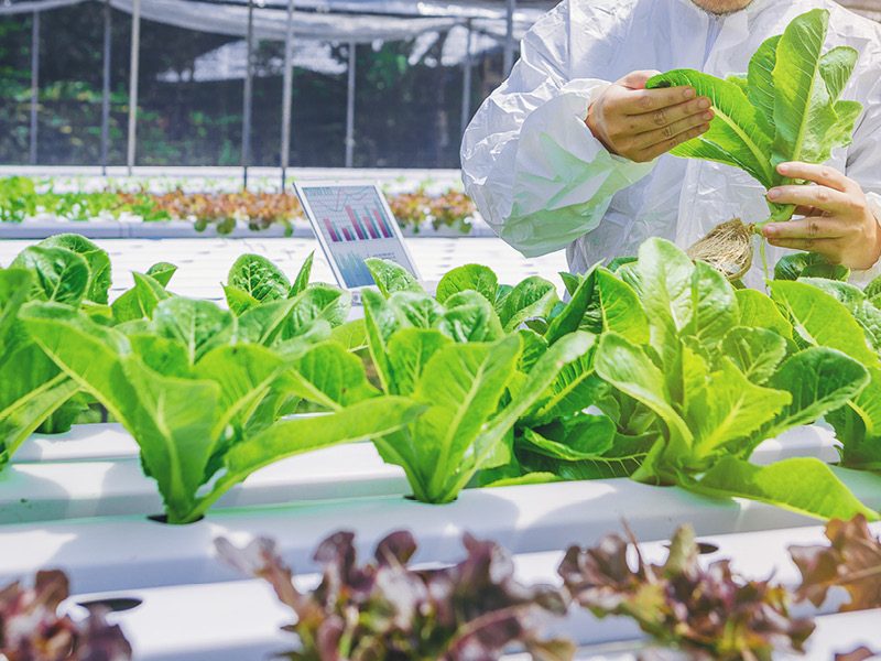 Growing plants in a greenhouse
