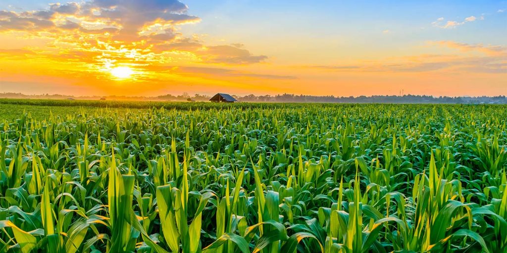 Sun setting over field of crops