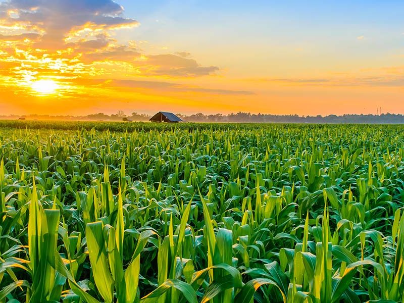 Sun setting over field of crops