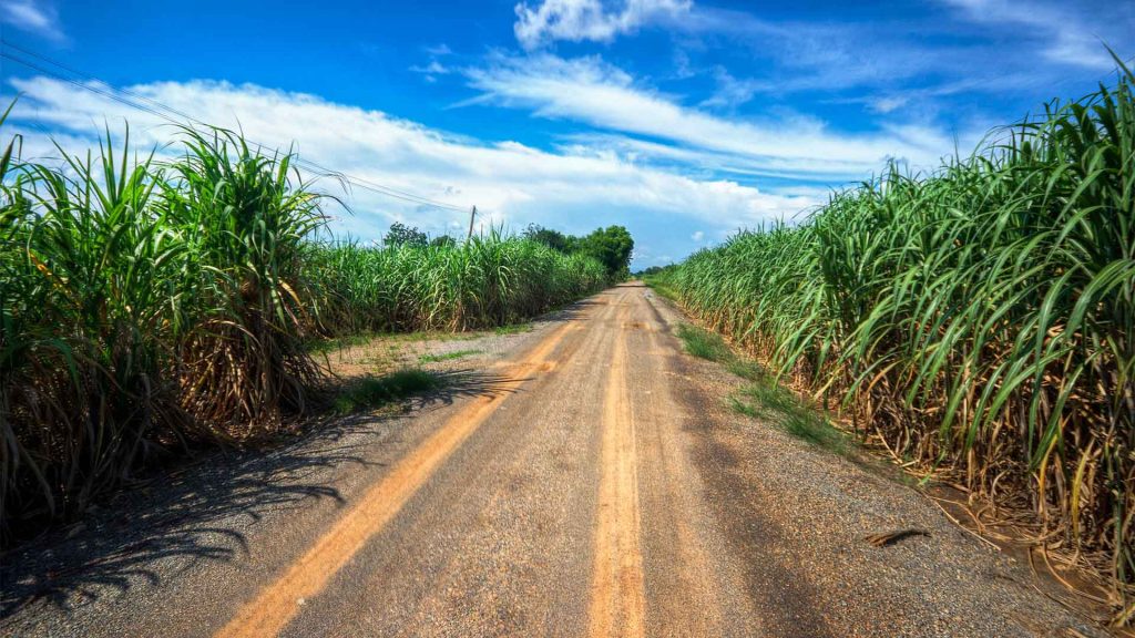 Dirt road running between fields of Sugarcane