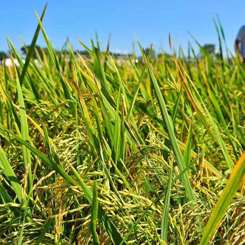 Crops growing with IRRI employee in the background