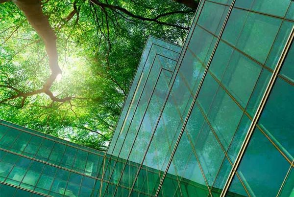 Sun shining through tree canopy next to glass office