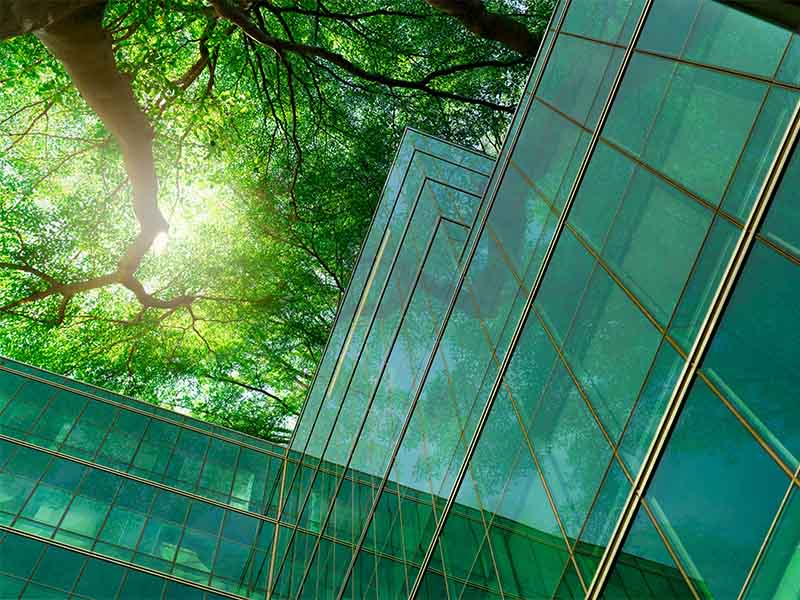 Sun shining through tree canopy next to glass office