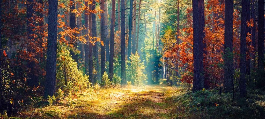 Sun shining through clearing in the forest