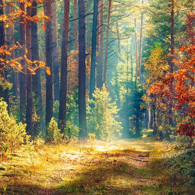 Sun shining through clearing in the forest