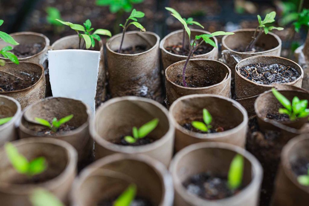 Green shoots growing in plant pot