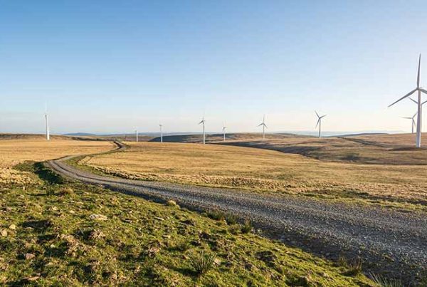 Green field with wind turbines