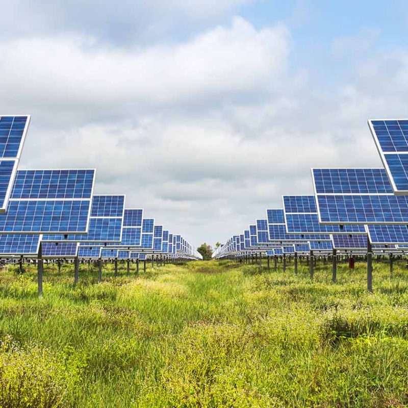 A field full of solar panels