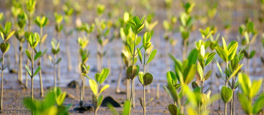 Green shoots growing from soil