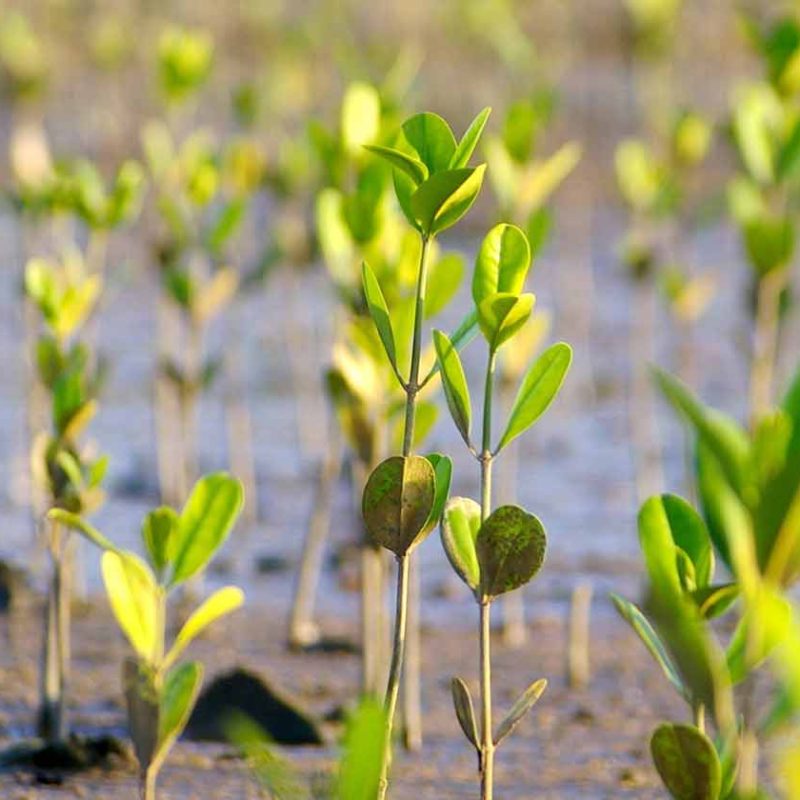 Green shoots growing from soil