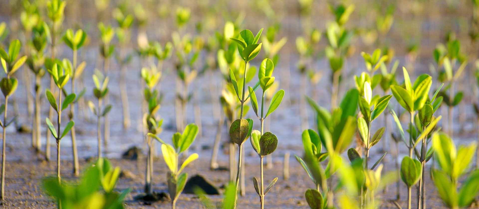 A Dragon Year for Sustainability?