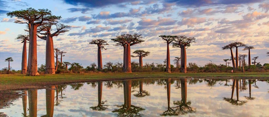 Baobab trees