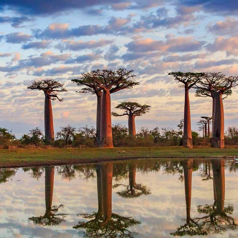 Baobab trees