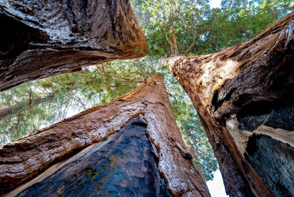 Trees growing from below