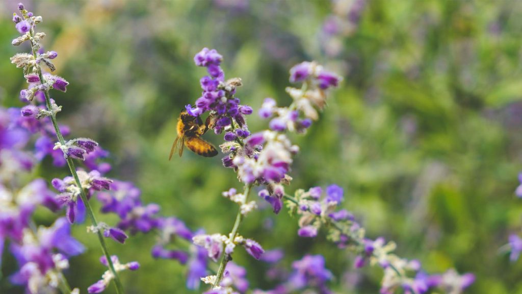 a bee sitting on top of a purple flower