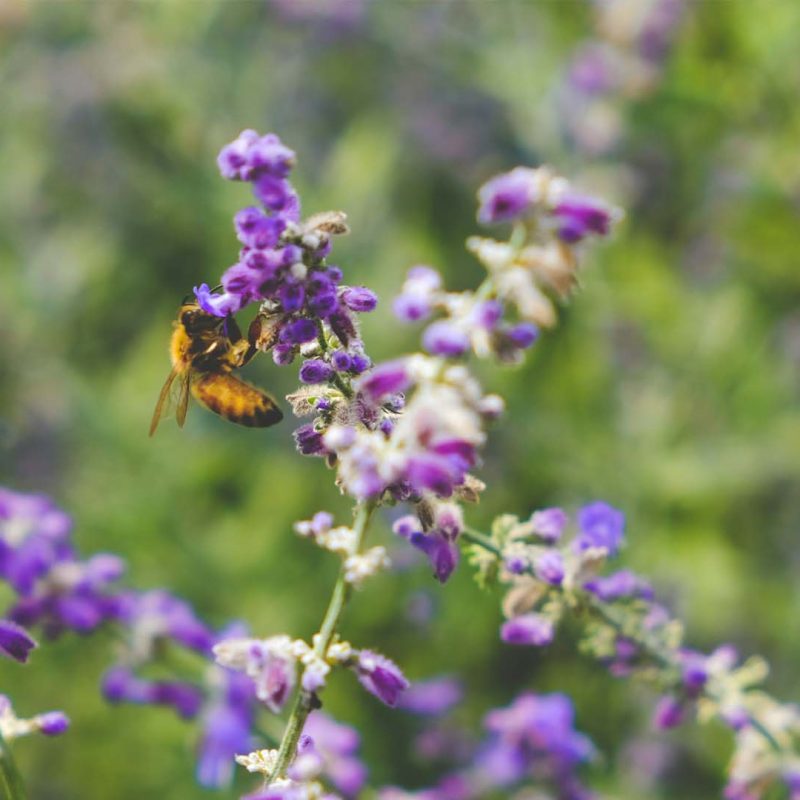 a bee sitting on top of a purple flower