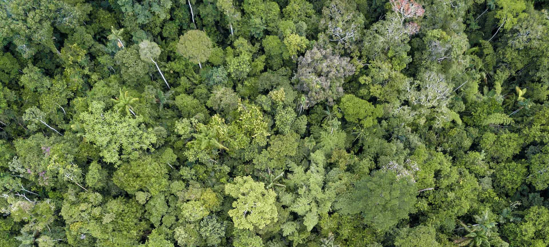 Exceptional chocolate and quality data – The ingredients for leadership on deforestation